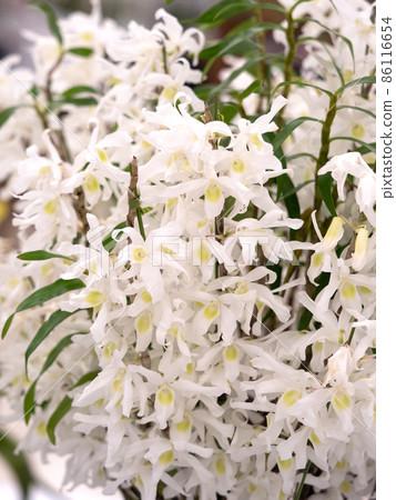 Western orchid dendrobium 86116654
