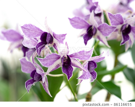 Western orchid dendrobium 86116655