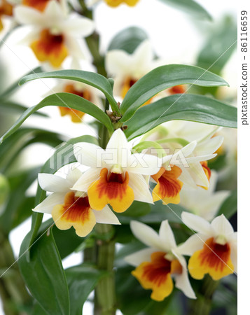 Western orchid dendrobium 86116659