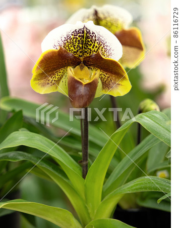 西方蘭花兜蘭 西方蘭花兜蘭 86116729