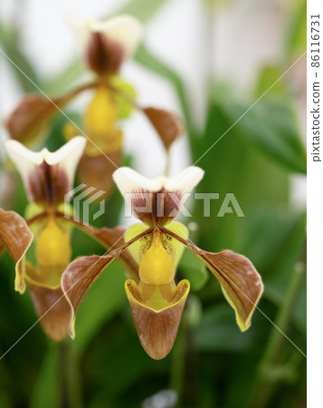 Western orchid Paphiopedilum 86116731