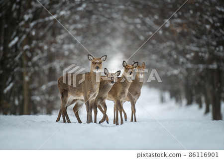 Four female deer in the winter forest. Animal in natural habitat 86116901