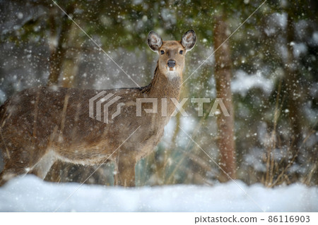 Female deer in the winter forest. Animal in natural habitat Female deer in the winter forest. Animal in natural habitat 86116903
