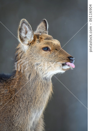 Portrait female deer in the winter forest. Animal in natural habitat Portrait female deer in the winter forest. Animal in natural habitat 86116904
