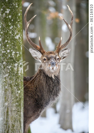 Portrait male deer in the winter forest. Animal in natural habitat Portrait male deer in the winter forest. Animal in natural habitat 86116910