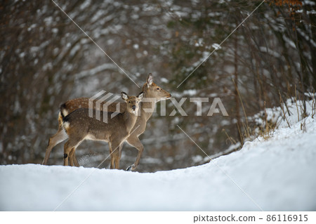 Two female deer in the winter forest. Animal in natural habitat Two female deer in the winter forest. Animal in natural habitat 86116915