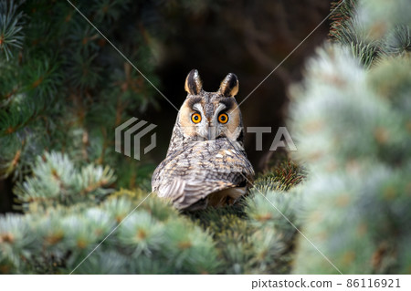 Close young owl sit in a tree and looking on the the camera 86116921