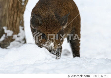 Young wild pig in forest with snow. Wild boar, Sus scrofa, in wintery day. Wildlife scene from nature 86116930