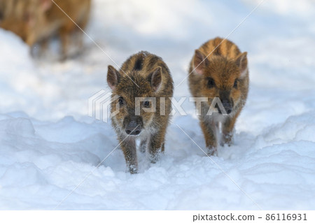 Baby wild pig in forest with snow. Wild boar, Sus scrofa, in wintery day. Wildlife scene from nature 86116931