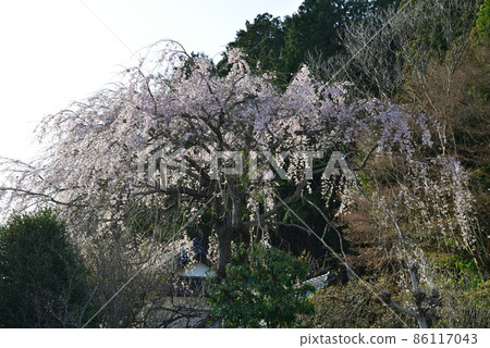 Sakura at K's house 2021-3-29 # 11 86117043