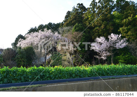 Sakura at K's house 2021-3-29 # 12 86117044