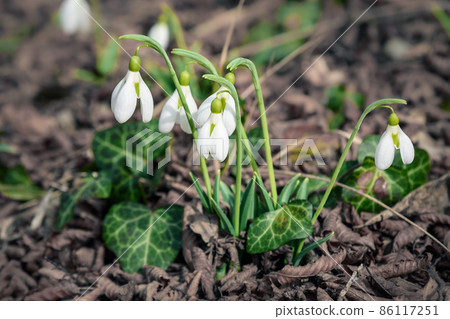 First spring snowdrops in the wild. Flowers of Galanthus 86117251