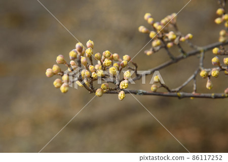 Branches with flower buds of European cornel or Cornus mas in spring 86117252