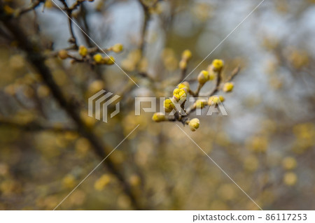 Branches with flower buds of European cornel or Cornus mas in spring 86117253