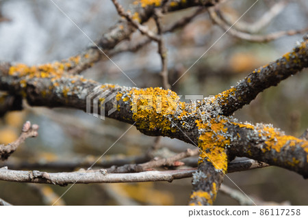 Common orange lichen, Xanthoria parietina on branch of tree Common orange lichen, Xanthoria parietina on branch of tree 86117258