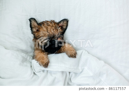sleeping brussels griffon puppy red color lies under a white blanket sleeping brussels griffon puppy red color lies under a white blanket 86117557