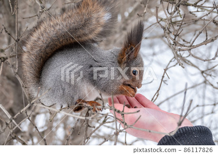 Squirrel eats nuts from a man's hand. Caring for animals in winter or autumn. 86117826