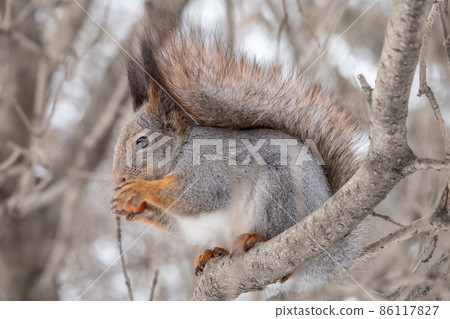 The squirrel with nut sits on tree in the winter or late autumn The squirrel with nut sits on tree in the winter or late autumn 86117827