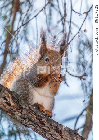 The squirrel with nut sits on tree in the winter or late autumn The squirrel with nut sits on tree in the winter or late autumn 86117828