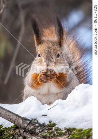 Squirrel in winter sits on a tree trunk with snow 86117829
