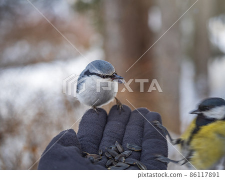 The Eurasian nuthatch eats seeds from a man's hand. Hungry bird wood nuthatch eating seeds from a hand during winter or autumn 86117891
