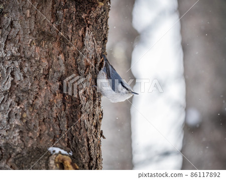 Eurasian nuthatch or wood nuthatch, lat. Sitta europaea, sitting on a tree trunk with snow in winter 86117892