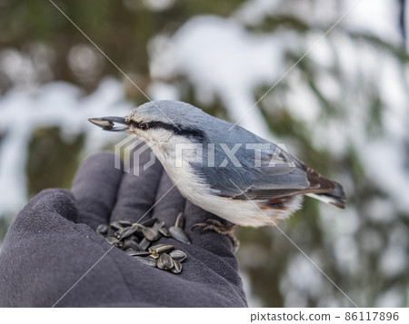 The Eurasian nuthatch eats seeds from a man's hand. Hungry bird wood nuthatch eating seeds from a hand during winter or autumn The Eurasian nuthatch eats seeds from a man's hand. Hungry bird wood nuthatch eating seeds from a hand during winter or autumn 86117896