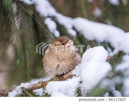 Sparrow sits on a fir branch with snow in winter Sparrow sits on a fir branch with snow in winter 86117897