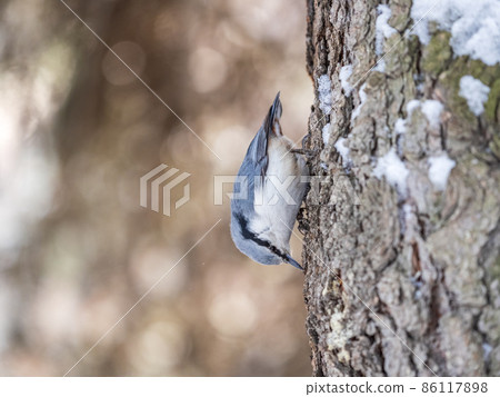 Eurasian nuthatch or wood nuthatch, lat. Sitta europaea, sitting on a tree trunk with snow in winter Eurasian nuthatch or wood nuthatch, lat. Sitta europaea, sitting on a tree trunk with snow in winter 86117898