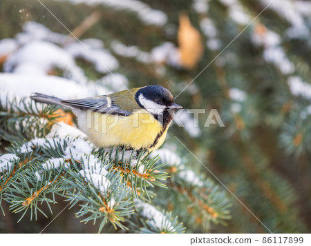 Cute bird Great tit, songbird sitting on the fir branch with snow in winter 86117899
