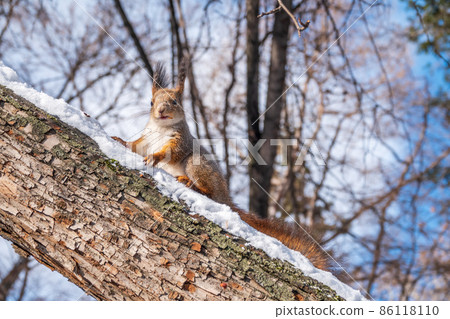 Squirrel in winter sits on a tree trunk with snow Squirrel in winter sits on a tree trunk with snow 86118110