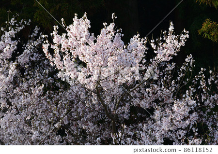 Sakura at K's house 2021-3-29 # 34 Sakura at K's house 2021-3-29 # 34 86118152