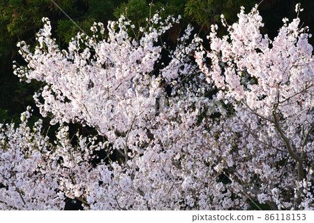 Sakura at K's house 2021-3-29 # 35 Sakura at K's house 2021-3-29 # 35 86118153