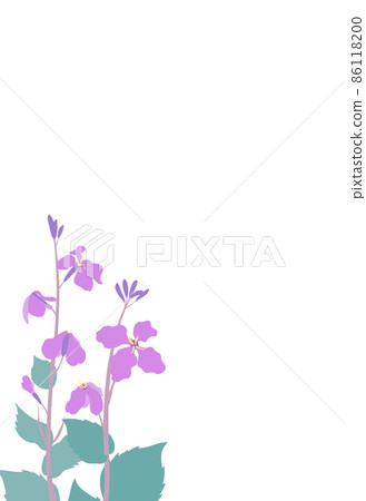 Murasaki Hanana(紫色花綠色)Shokatsusai(Morokatsu綠色)花蘿蔔插圖框架明信片尺寸垂直類型 Murasaki Hanana(紫色花綠色)Shokatsusai(Morokatsu綠色)花蘿蔔插圖框架明信片尺寸垂直類型 86118200