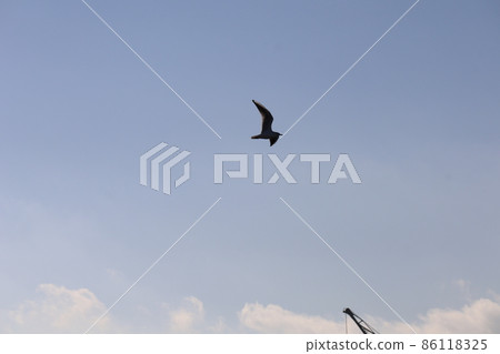 A landscape of flying seagulls with white clouds, blue sky and silhouette A landscape of flying seagulls with white clouds, blue sky and silhouette 86118325