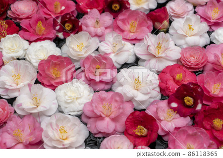 Camellia 86118365