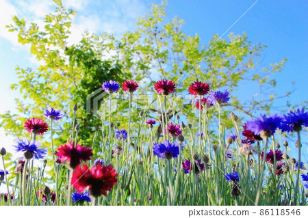 晴朗的天氣 晴朗的天氣 86118546