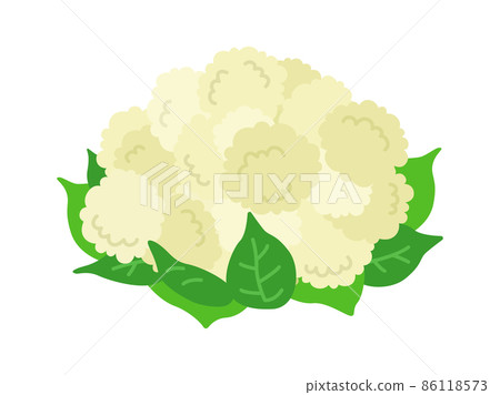 花椰菜與葉子的插圖 86118573