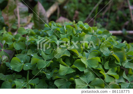 Plant Plant 86118775