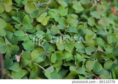 Plant Plant 86118776