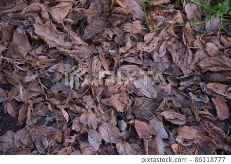 Dead leaves with frost Dead leaves with frost 86118777