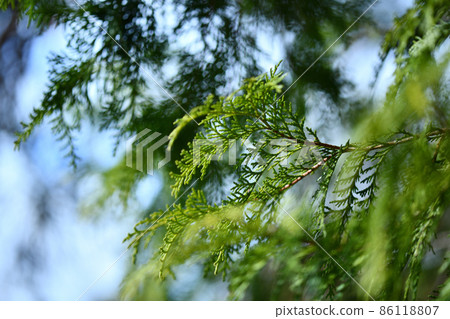 早春的日本柏樹葉 86118807