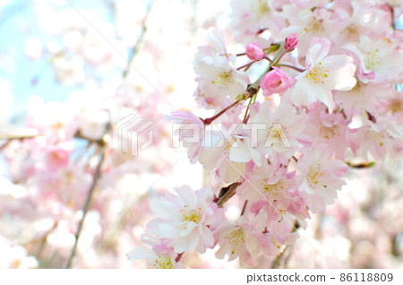 櫻花 86118809