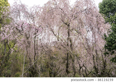 死棕色櫻桃樹 86119239