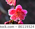 Plum blossoms 86119324