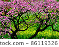  Peach blossoms 86119326