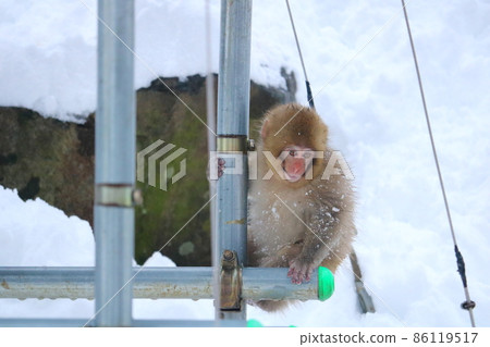 Curious who is covered with snow Curious who is covered with snow 86119517