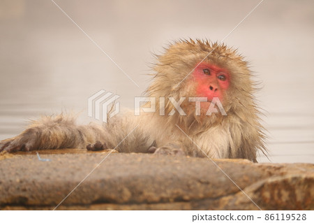 Mr. Osaru who seems to be comfortable Mr. Osaru who seems to be comfortable 86119528