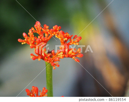 Jatropha podagr 86119554