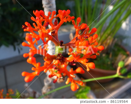 Jatropha podagr Jatropha podagr 86119564